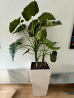 Witte pot met kunstplant - 3x, Huis en Inrichting, Ophalen