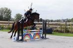Prachtige Connemara allrounder, Dieren en Toebehoren, Pony's, Springpony, Zadelmak, 3 tot 6 jaar, Gechipt
