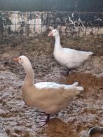 Te koop broed eieren  van de witte boeren ganzen, Dieren en Toebehoren, Pluimvee, Geslacht onbekend, Gans of Zwaan