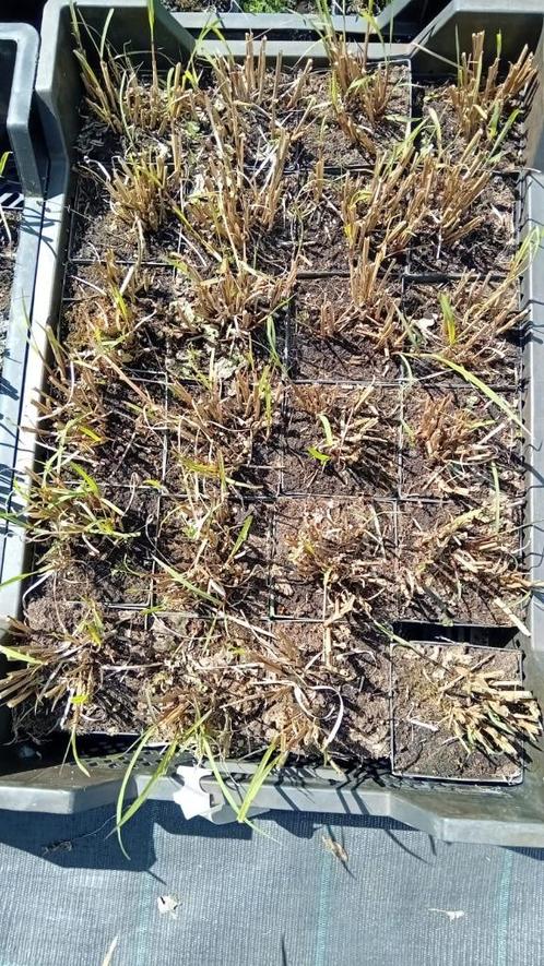 Miscanthus sinensis 'Red Chief', Tuin en Terras, Planten | Tuinplanten, Vaste plant, Siergrassen, Volle zon, Herfst, Ophalen