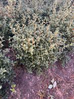 Osmanthus Burkwooii’, Tuin en Terras, Ophalen, Overige soorten, Minder dan 100 cm