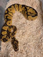 Python regius 0.1 clown 66% het pied, Slang, 0 tot 2 jaar