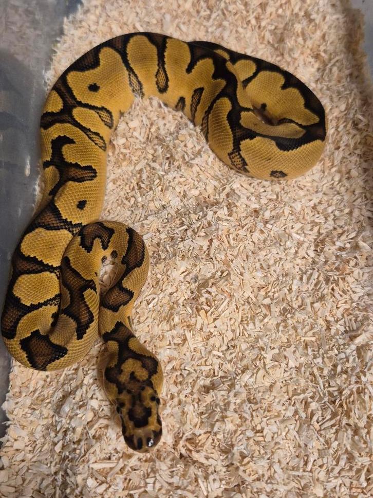 Python regius 0.1 clown 66% het pied