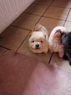 Chow-chow puppy's, Dieren en Toebehoren, Honden | Poolhonden, Keeshonden en Oertypen, België, Particulier, 8 tot 15 weken, Teef