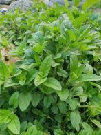 Brunel vulgare - bijenkorfje, Tuin en Terras, Planten | Tuinplanten, Ophalen, Bodembedekkers, Volle zon, Vaste plant