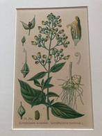 Originele 19e eeuwse prent (kleurenlitho) Knopig helmkruid -, Verzenden