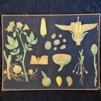 Schoolplaat Aardappel - Jung Koch Quentell - 1892, Natuur en Biologie, Ophalen