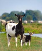 Prachtige bonte geit met 3 jonge geitjes, Meerdere dieren, Geit