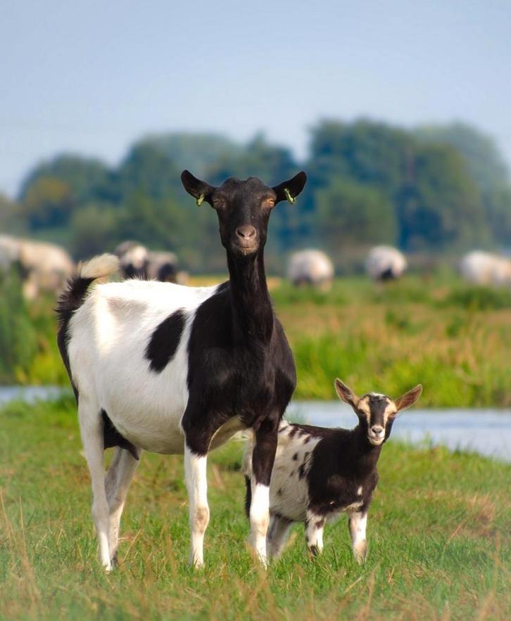Prachtige bonte geit met 3 jonge geitjes, Dieren en Toebehoren, Schapen, Geiten en Varkens, Geit, Meerdere dieren