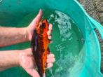 Mooi koi karpers, Dieren en Toebehoren, Vissen | Vijvervissen, Karper of Koi
