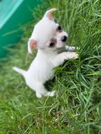 Uniek Witte Langharige Chihuahua Teefje Zachtaardig Gezond, 8 tot 15 weken, Teef, Eén hond, Chihuahua