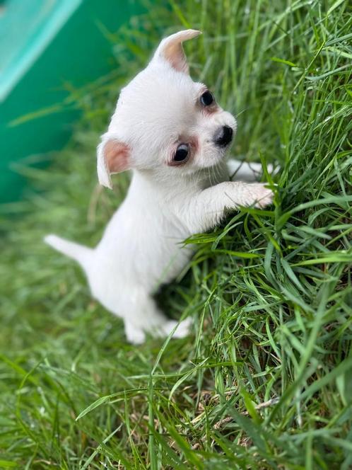 Uniek Witte Langharige Chihuahua Teefje Zachtaardig Gezond, Dieren en Toebehoren, Honden | Chihuahua's en Gezelschapshonden, Teef
