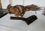 Oude opgezette vlaamse gaai taxidermie, Ophalen of Verzenden, Gebruikt, Beeldje of Figuurtje