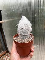 Oreocereus Trolli, plant 7x5cm., Ophalen of Verzenden, Halfschaduw, Minder dan 100 cm