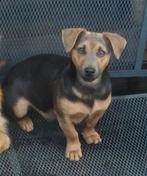 Dekreu Jackrussel gray, 1 tot 2 jaar, Eén hond, Nederland, Particulier