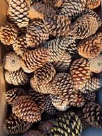 Grote dennenappels, Ophalen of Verzenden, Nieuw, Materiaal