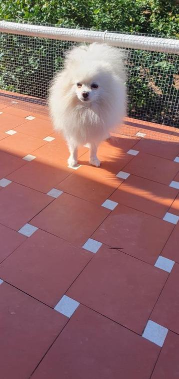 Polo Pomeriaan ter adoptie beschikbaar voor biedingen