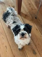 Klein lief hondje Mira (Ras: Boomer), Dieren en Toebehoren, Honden | Niet-rashonden, 6 jaar of ouder, Parvo, Teef, Eén hond