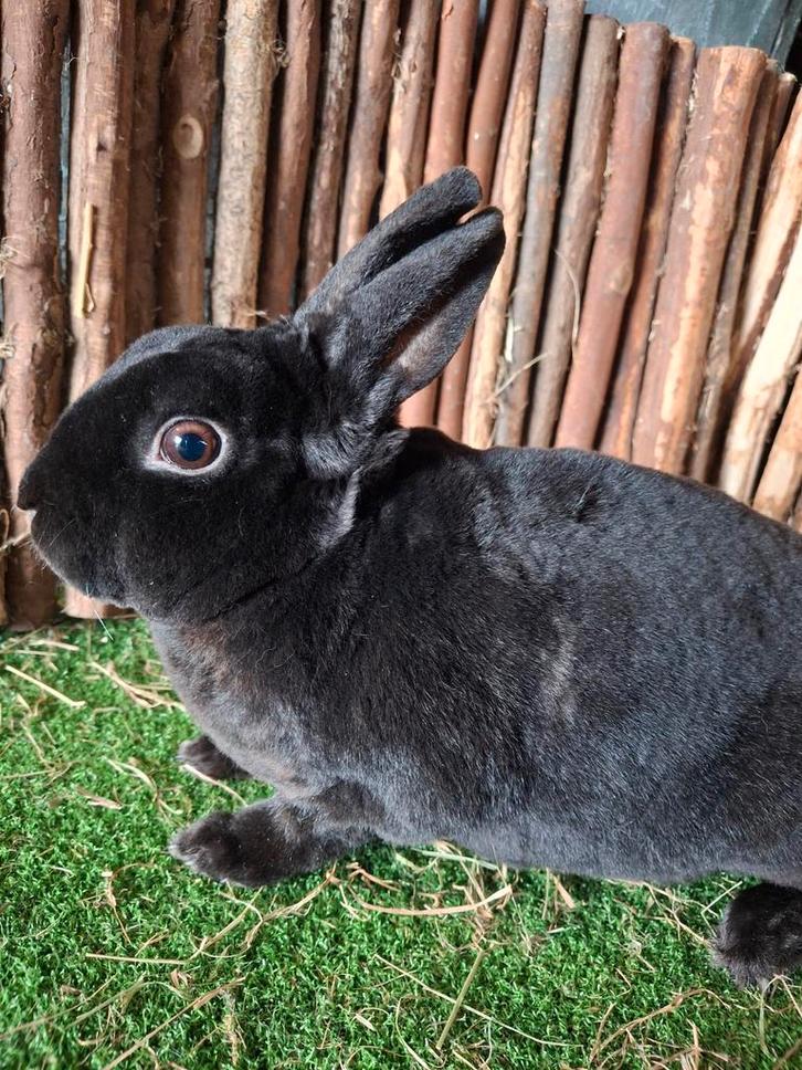 Rex dwerg voedster jong, Dieren en Toebehoren, Konijnen, Dwerg, Vrouwelijk, 0 tot 2 jaar