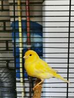 Kanarie man, Dieren en Toebehoren, Mannelijk, Zangkanarie