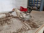 Hollandse kriel, Dieren en Toebehoren, Pluimvee, Mannelijk, Kip