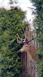 Imposante edelhertenkop met gewei, Ophalen, Zo goed als nieuw, Hert, Gewei of Kop