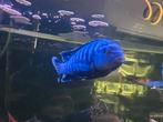 Malawi cichliden mbuba 4x, Dieren en Toebehoren, Vissen | Aquariumvissen, Vis