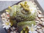 blossfeldia liliputana cactus succulent vetplant, Cactus, Minder dan 100 cm, Halfschaduw, Bloeiende kamerplant