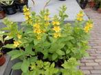 MOOIE PUNTWEDERIK PLANTEN, Vaste plant, Halfschaduw, Zomer, Ophalen