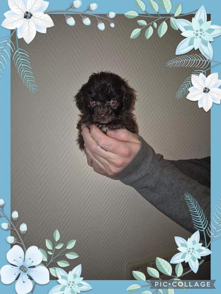 Shipoo pups te koop (kruizing tusseneen toypoedel en shihtzu, Dieren en Toebehoren, Honden | Chihuahua's en Gezelschapshonden