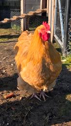 Orpington haan, Dieren en Toebehoren, Mannelijk, Kip