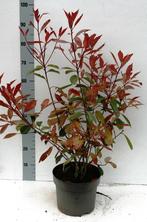 Photinia Glansmispel, Tuin en Terras, Overige soorten, Minder dan 100 cm, Ophalen of Verzenden, Struik