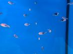 Rasbora Heteromorpha Black - Kegelvlekje Gold - Koidreams, Vis, Zoetwatervis
