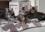 Mooie Maine Coon kittens, Dieren en Toebehoren, Meerdere dieren, Gechipt, 0 tot 2 jaar