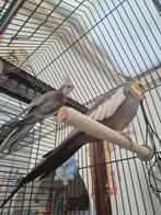 Nieuw huisje voor 2 valkparkieten, Geslacht onbekend, Parkiet, Tam