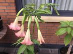 Brugmansia € 10, Ophalen of Verzenden