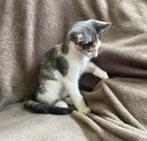Lieve kittens, poesje grijs wit rood lapje 10 weken, Dieren en Toebehoren, Katten en Kittens | Overige Katten, Poes, Kortharig
