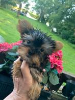 Prachtige Mini Yorkshire Terriër pups, Dieren en Toebehoren, Overige rassen, CDV (hondenziekte), 8 tot 15 weken, Meerdere