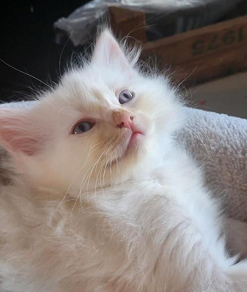 Ragdoll x noorseboskat, Dieren en Toebehoren, Katten en Kittens | Raskatten | Langhaar, Kater, Met stamboom, Ontwormd