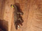 Schleich krokodil, Ophalen of Verzenden, Zo goed als nieuw, Reptiel of Amfibie, Beeldje of Figuurtje