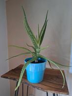 Aloëvera met pot, Groene kamerplant, Ophalen, Volle zon, Minder dan 100 cm