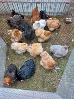 Cochin krielen in verschillende kleuren, Dieren en Toebehoren, Pluimvee, Meerdere dieren, Kip