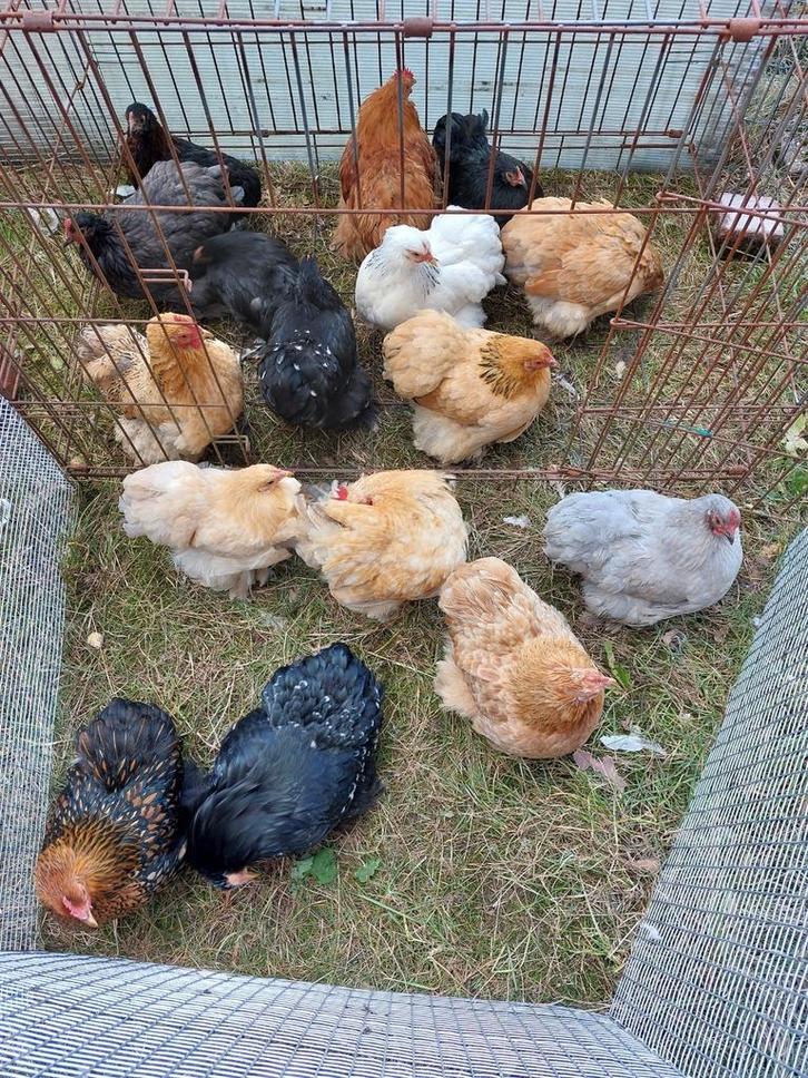Cochin krielen in verschillende kleuren, Dieren en Toebehoren, Pluimvee, Kip, Meerdere dieren