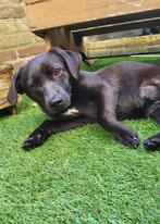 Pip klein formaat teefje 7 maandjes, Dieren en Toebehoren, Particulier, Rabiës (hondsdolheid), 15 weken tot 1 jaar, Buitenland