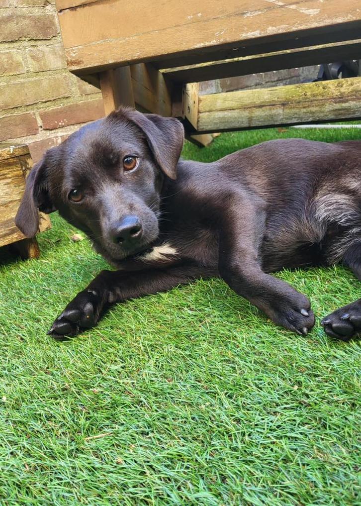 Pip klein formaat teefje 7 maandjes, Dieren en Toebehoren, Honden | Niet-rashonden, Klein, Teef, Particulier, Eén hond, Buitenland