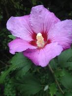 Biologisch geteelde HIbiscus. Bijentrekker! Eetbare bloemen!, Halfschaduw, Zomer, Vaste plant, Overige soorten