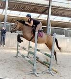 Zeer unieke en brave appaloosa allround E pony !!, B, Dressuurpony, 3 tot 6 jaar, Merrie