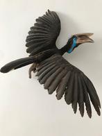 taxidermy - Hornbill, Ophalen, Nieuw, Vogel, Opgezet dier