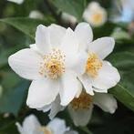 Symphoricarpos. Sneeuwbes vaste planten. Sierheesters., Overige soorten, Vaste plant, Ophalen of Verzenden, Halfschaduw