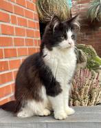 Main Coon poes, Dieren en Toebehoren, Katten en Kittens | Raskatten | Langhaar, Poes, Gechipt, 3 tot 5 jaar